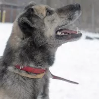 Balto 1523/17