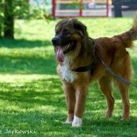 Mufasa 0479/18
