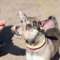Gizmo 0507/18