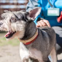 Gizmo 0507/18