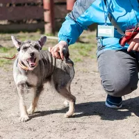 Gizmo 0507/18