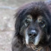 Hagrid 1030/18