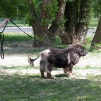 Hagrid 1030/18