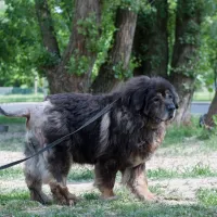 Hagrid 1030/18