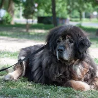 Hagrid 1030/18