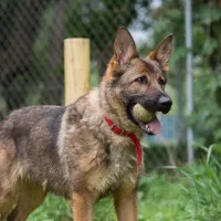 Eska 0918/18