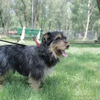 Guliwer 0867/18