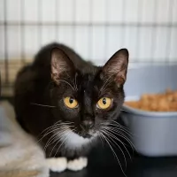Kitara 0223/25