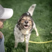 Gizmo 0258/25