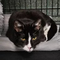 Sędzia Dred 1032/25