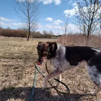 Gizmo 0258/25