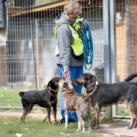 Galgo 0310/25