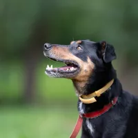 Galgo 0310/25