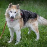 Kenai 0352/25
