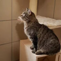 Kicia 0364/25