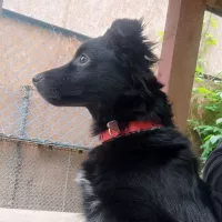 Pepper 0370/25
