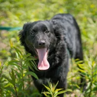 Pepper 0370/25