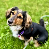 Bella 0400/25