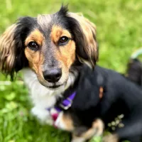 Bella 0400/25