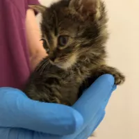 Mimi 0402/25