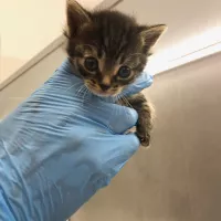 Mimi 0402/25