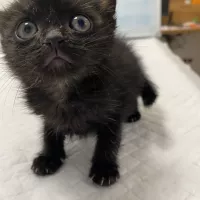 Missy 0403/25