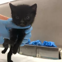 Missy 0403/25