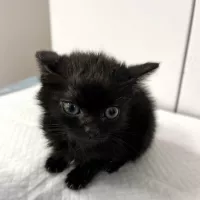 Missy 0403/25