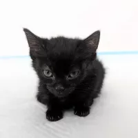 Missy 0403/25