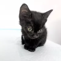 Missy 0403/25