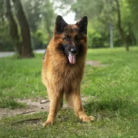 Kodi 0406/25