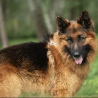Kodi 0406/25