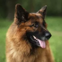 Kodi 0406/25
