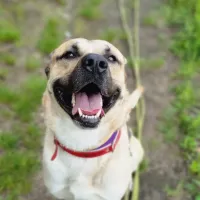 Perrito 0460/25
