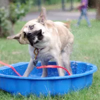 Perrito 0460/25