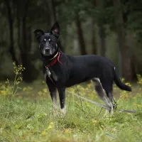 Koda 0589/25