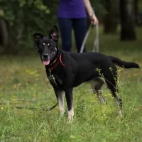 Koda 0589/25