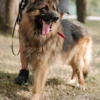 Aslan 0629/25