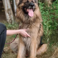 Aslan 0629/25