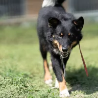Bosco 0699/25