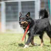 Bosco 0699/25