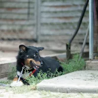 Bosco 0699/25