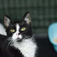 Sędzia Dred 1032/25