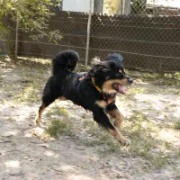 Pongo 0747/25