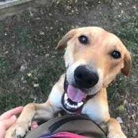 Kodi 0796/25