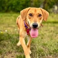 Kodi 0796/25