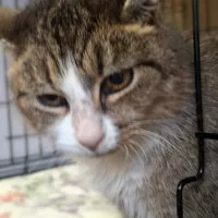 Pustułeczka 0019/26