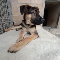 Loki 0844/25