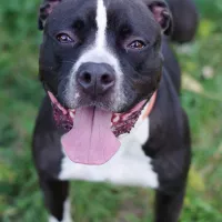 Baxter 0934/21