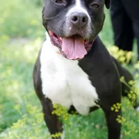 Baxter 0934/21